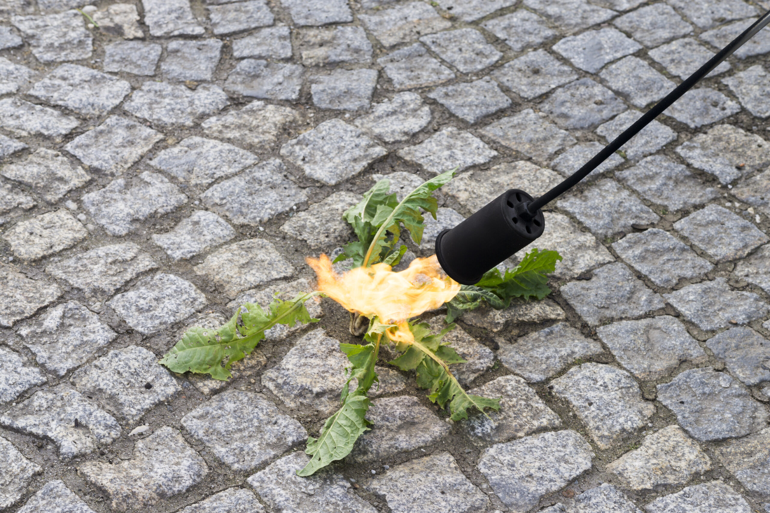 Nahaufnahme der thermischen Unkrautbekämpfung mit Flamme, selektiver Fokus